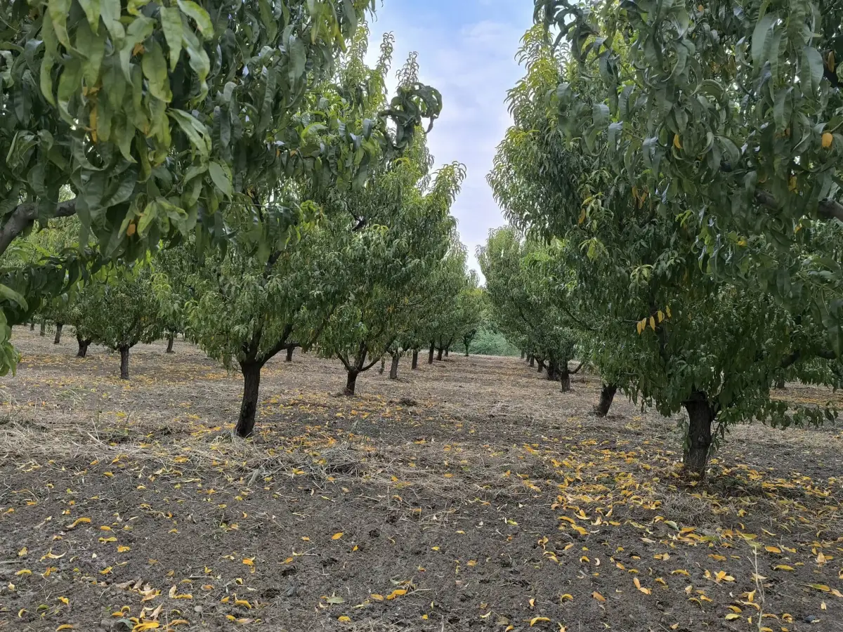 𝐀𝐂𝐈𝐋 𝐒𝐀𝐓𝐈𝐋𝐈𝐊 𝟑 𝐃𝐎̈𝐍𝐔̈𝐌 𝐒̧𝐄𝐅𝐓𝐀𝐋𝐈 𝐁𝐀𝐇𝐂̧𝐄𝐒𝐈 - Fotoğraf 1