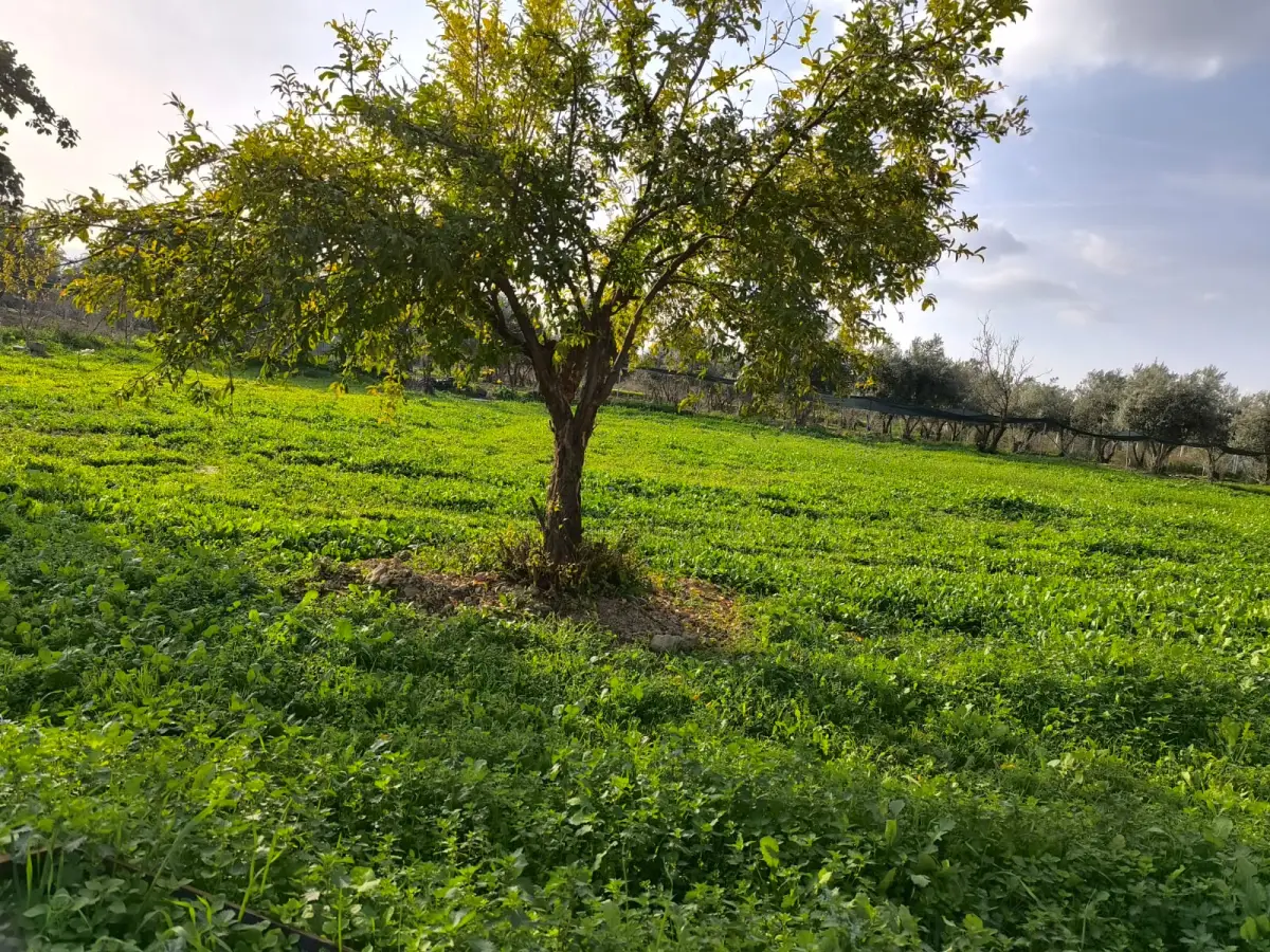 ACİL SATILIK HOBİ BAHÇESİ - Fotoğraf 7