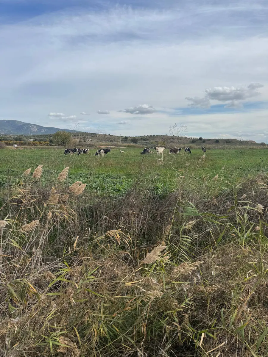 ACİL SATILIK ARAZİ  📏 7.100 M² - Fotoğraf 9