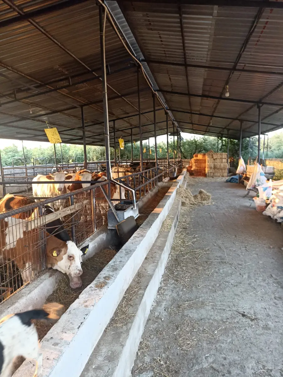 Ev çiftlik yaşam alanı - Fotoğraf 4