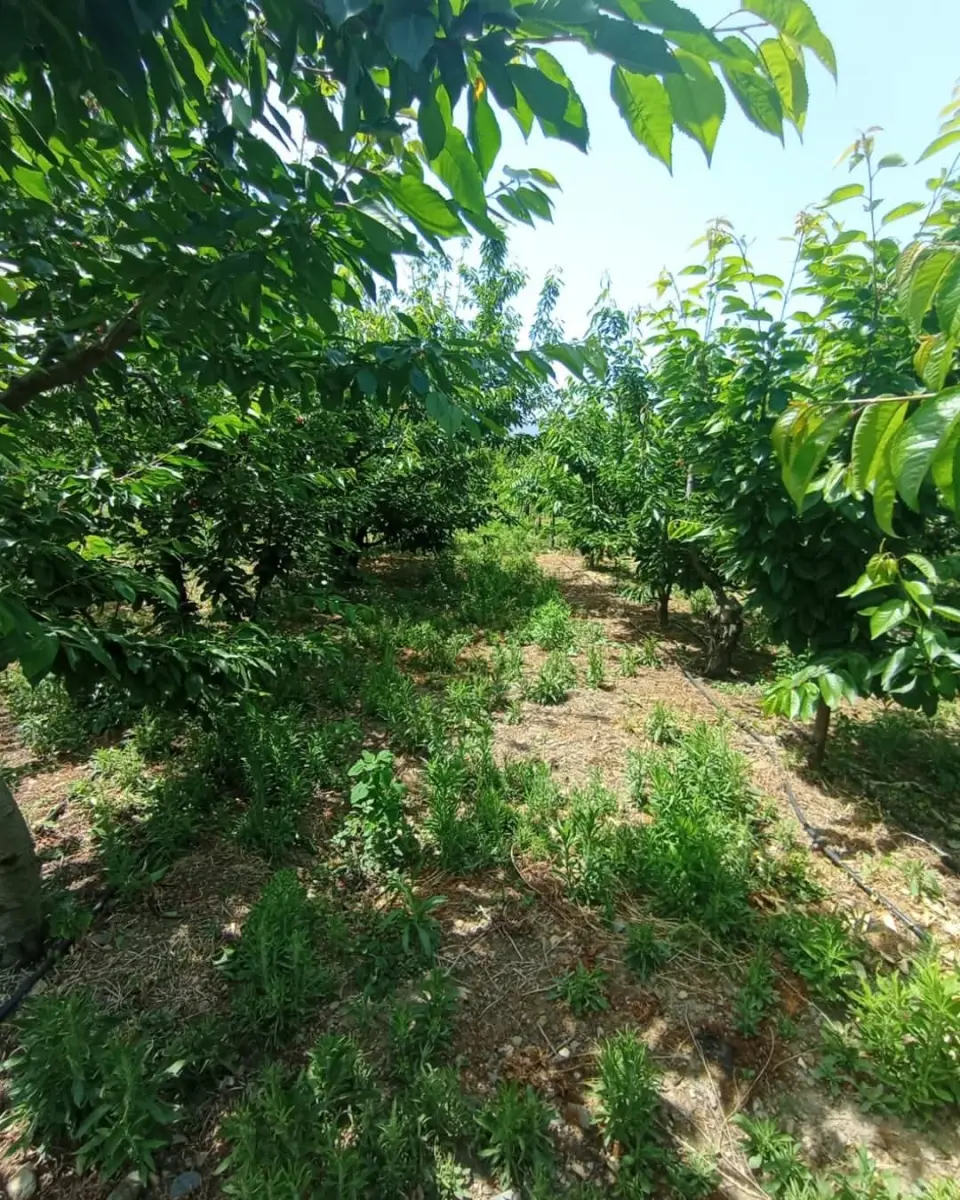 6.250.00 TL  Tek Tapu   Kirazlık - Fotoğraf 2