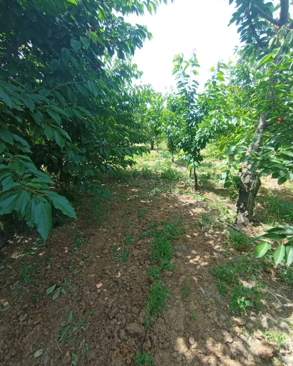 6.250.00 TL  Tek Tapu   Kirazlık - Fotoğraf 5