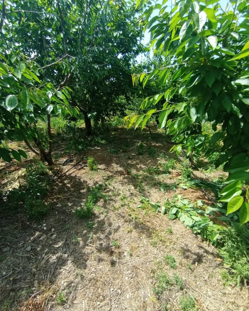 6.250.00 TL  Tek Tapu   Kirazlık - Fotoğraf 6
