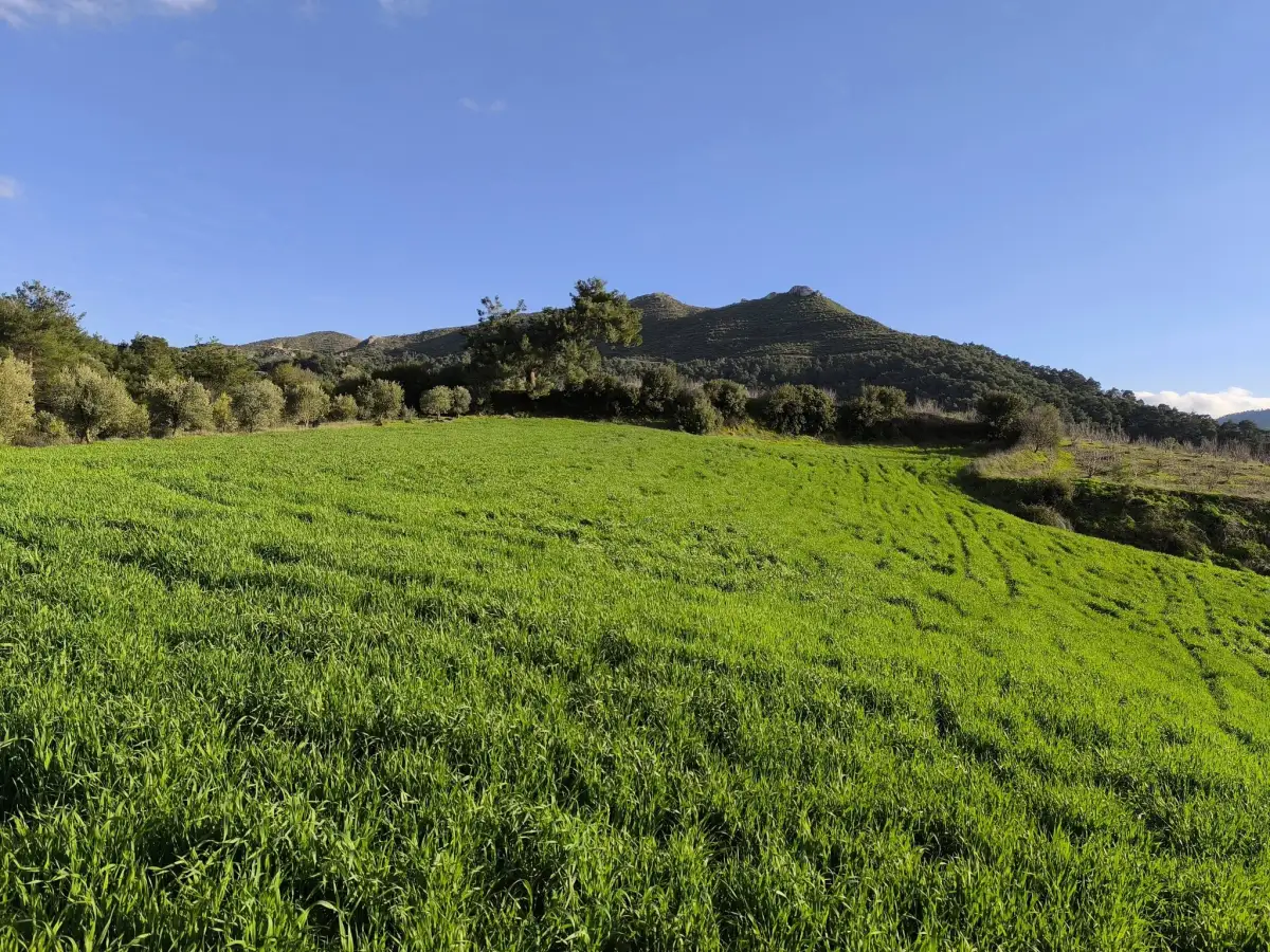 FIRSAT SATILIK - 6 DÖNÜM TARLA – TEK TAPU - Fotoğraf 1