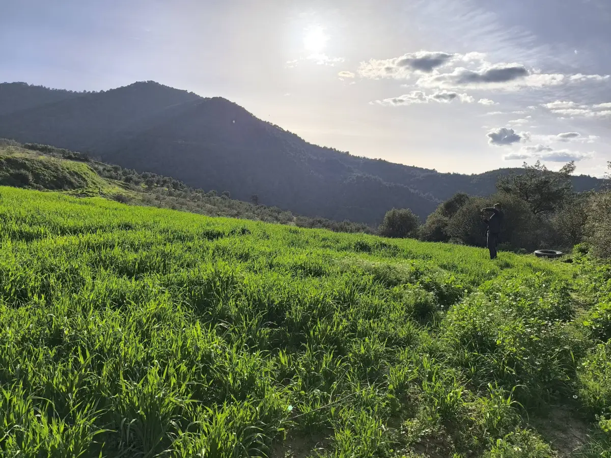 FIRSAT SATILIK - 6 DÖNÜM TARLA – TEK TAPU - Fotoğraf 3