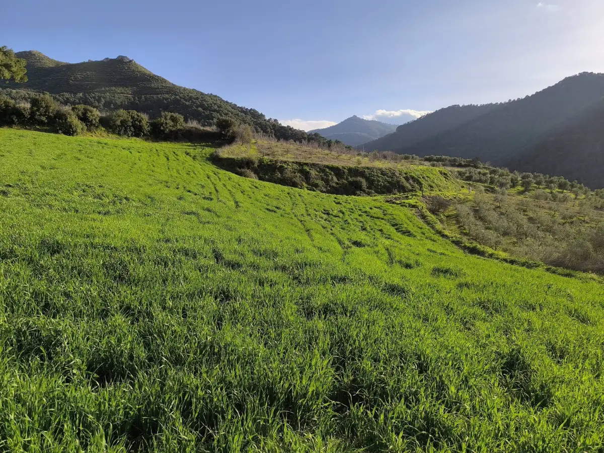 FIRSAT SATILIK - 6 DÖNÜM TARLA – TEK TAPU - Fotoğraf 4