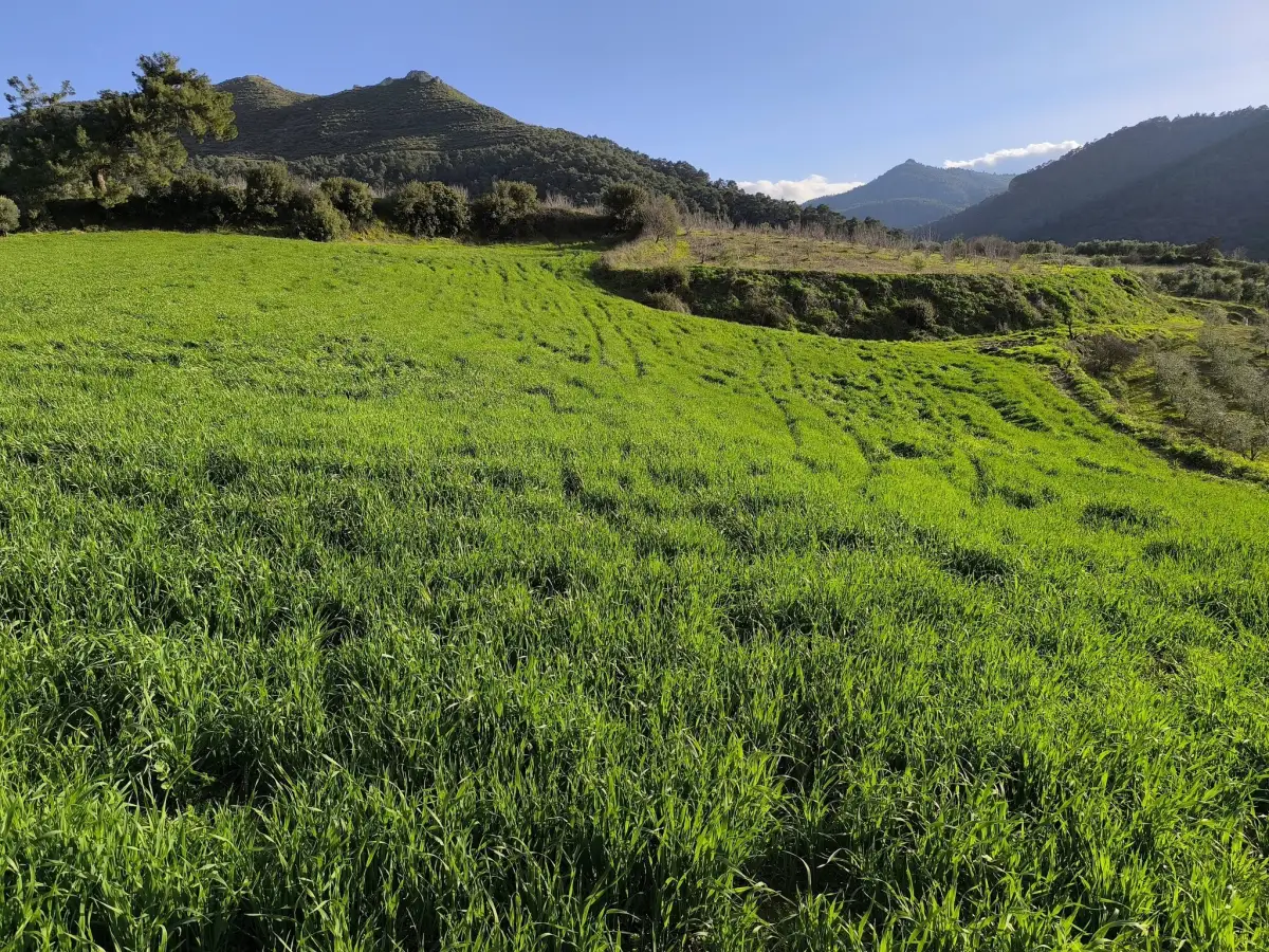 FIRSAT SATILIK - 6 DÖNÜM TARLA – TEK TAPU - Fotoğraf 6