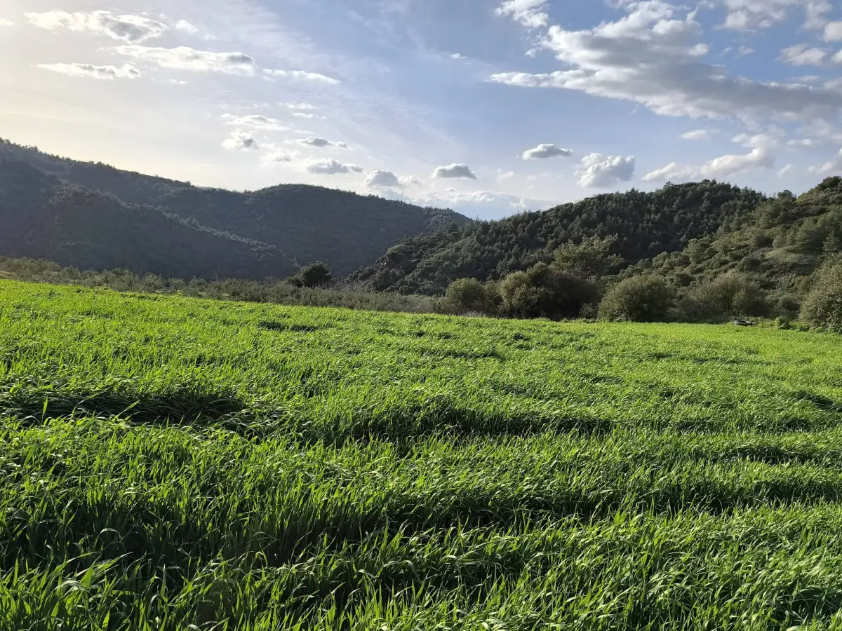 FIRSAT SATILIK - 6 DÖNÜM TARLA – TEK TAPU - Fotoğraf 7