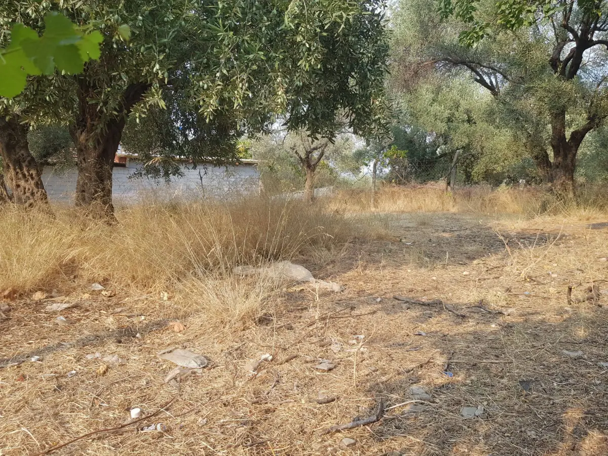 ACİL SATILIK MANİSA / TURGUTLU / DERBENT - Fotoğraf 5