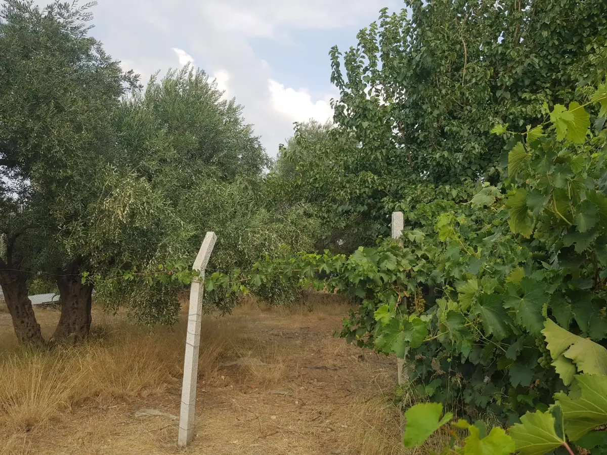 ACİL SATILIK MANİSA / TURGUTLU / DERBENT - Fotoğraf 9