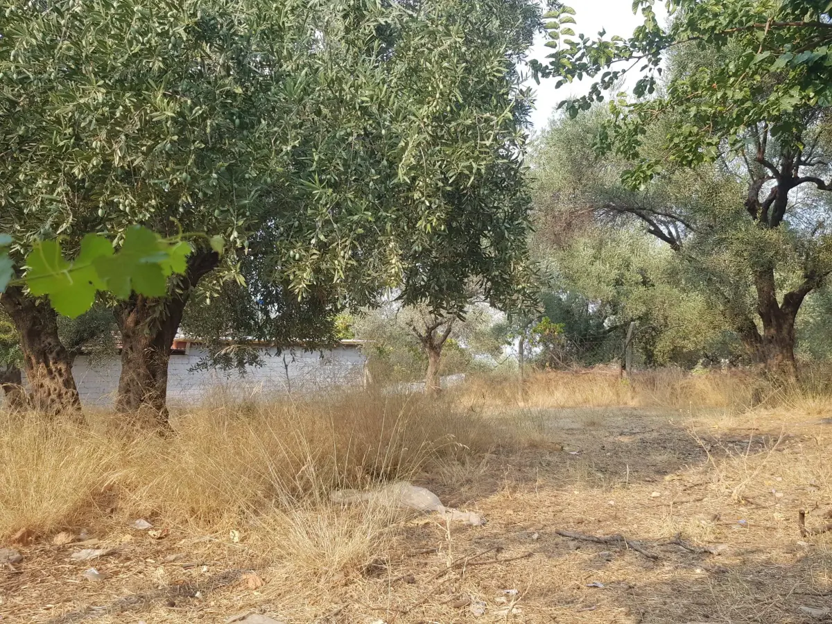 ACİL SATILIK MANİSA / TURGUTLU / DERBENT - Fotoğraf 13