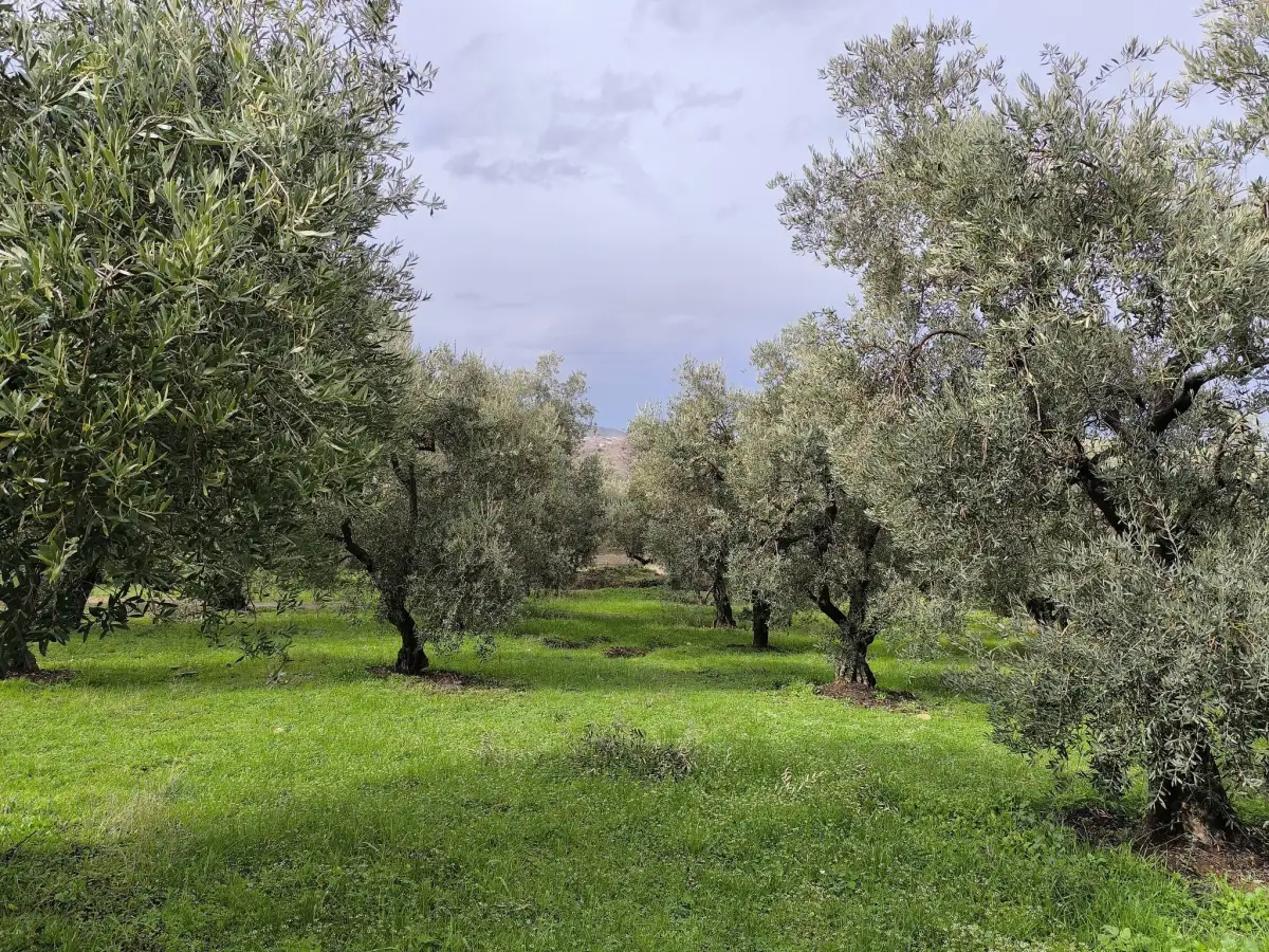 ACİL SATILIK KISA SÜRELİ FIRSAT  TURGUTLU’NUN GÖZDE YERİ IRLMAZ’DA - Fotoğraf 2