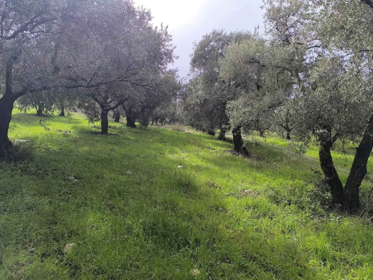 ACİL SATILIK KISA SÜRELİ FIRSAT  TURGUTLU’NUN GÖZDE YERİ IRLMAZ’DA - Fotoğraf 4