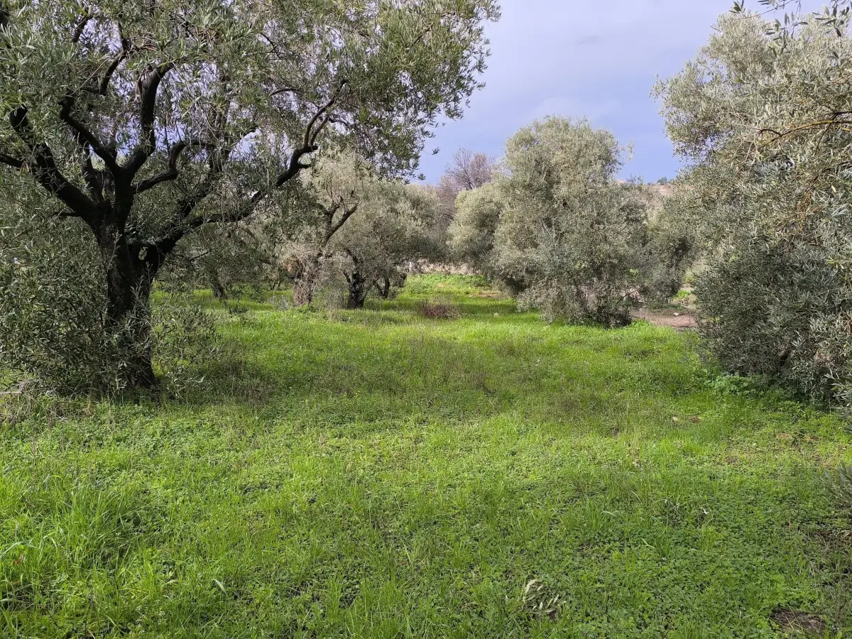 ACİL SATILIK KISA SÜRELİ FIRSAT  TURGUTLU’NUN GÖZDE YERİ IRLMAZ’DA - Fotoğraf 6