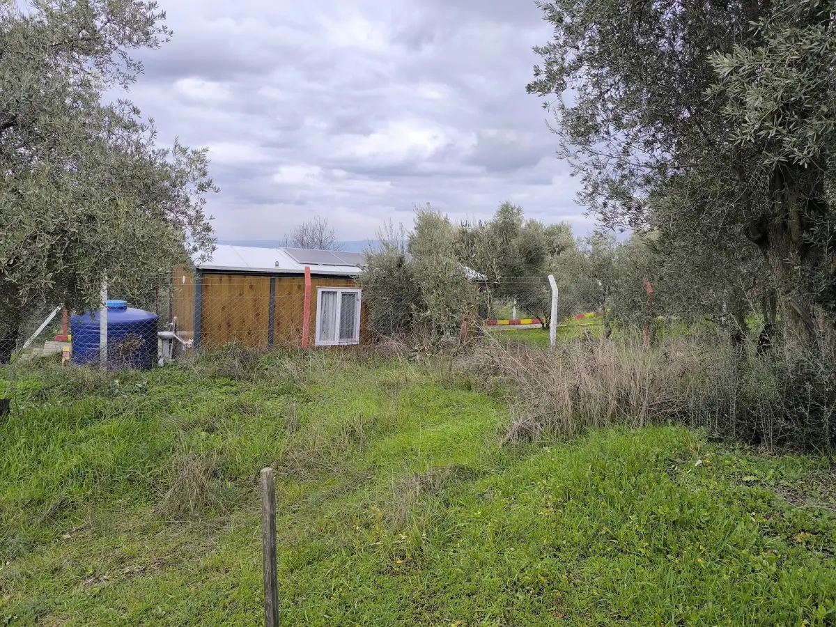 TURGUTLU YAYLA DA 900 M² TEK TAPU ZEYTİNLİK - Fotoğraf 4