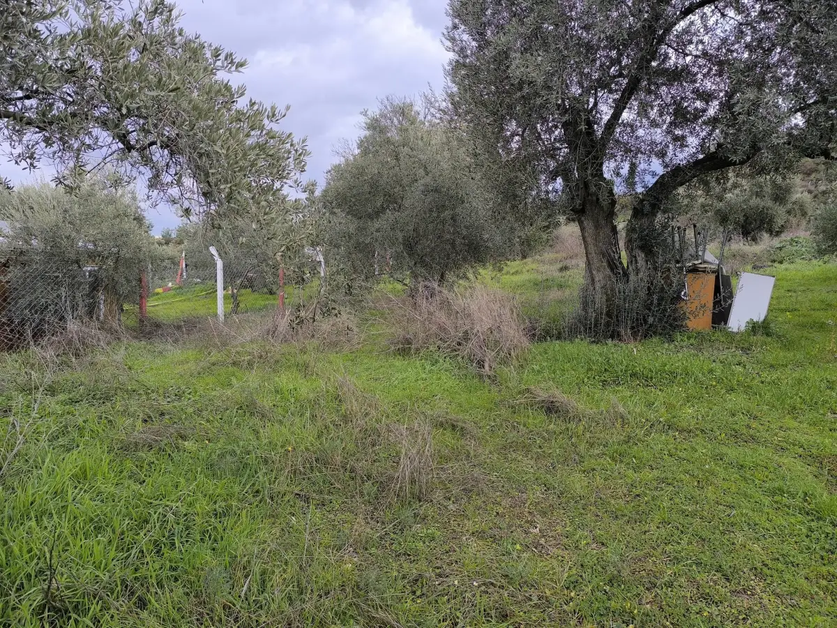 TURGUTLU YAYLA DA 900 M² TEK TAPU ZEYTİNLİK - Fotoğraf 6