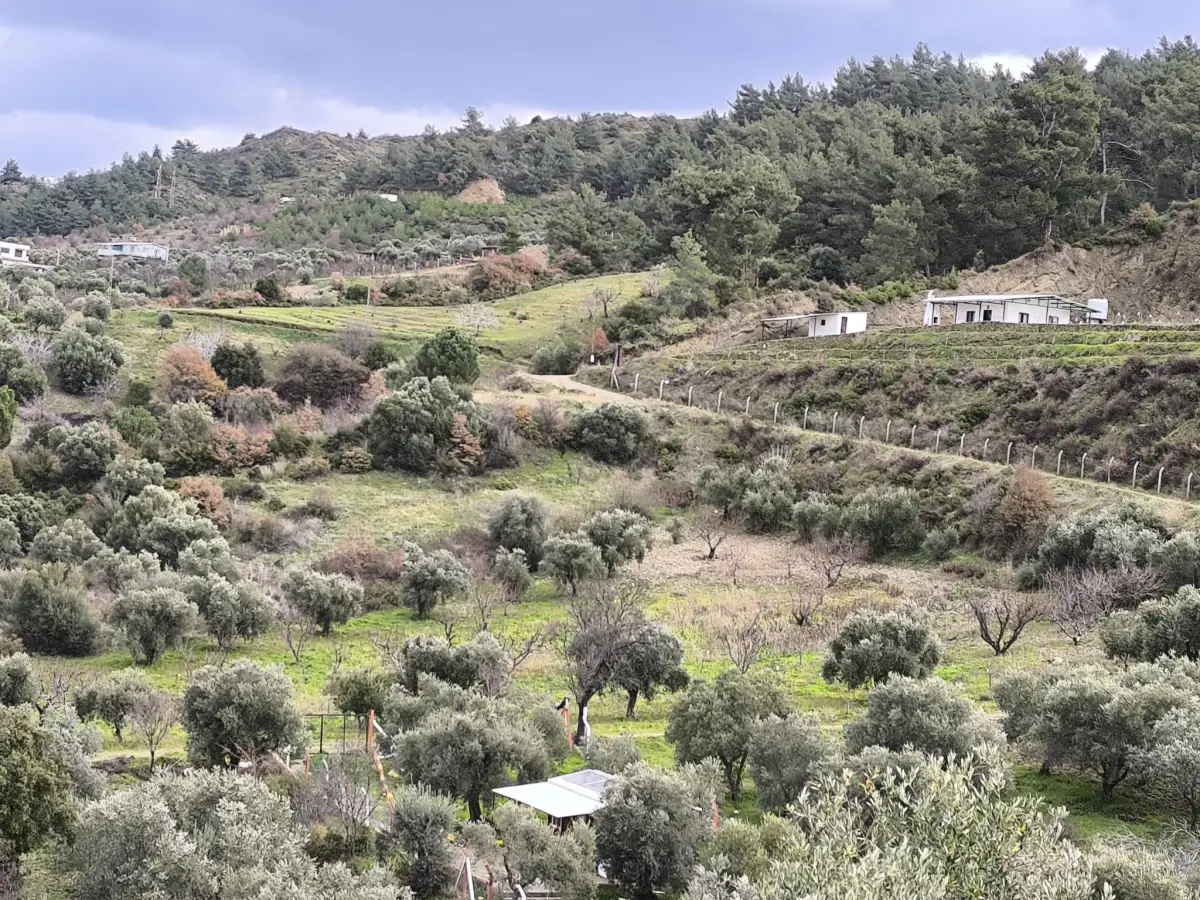 TURGUTLU YAYLA DA 900 M² TEK TAPU ZEYTİNLİK - Fotoğraf 7