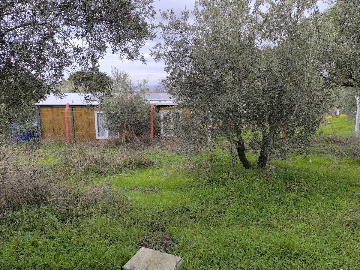 TURGUTLU YAYLA DA 900 M² TEK TAPU ZEYTİNLİK - Fotoğraf 8