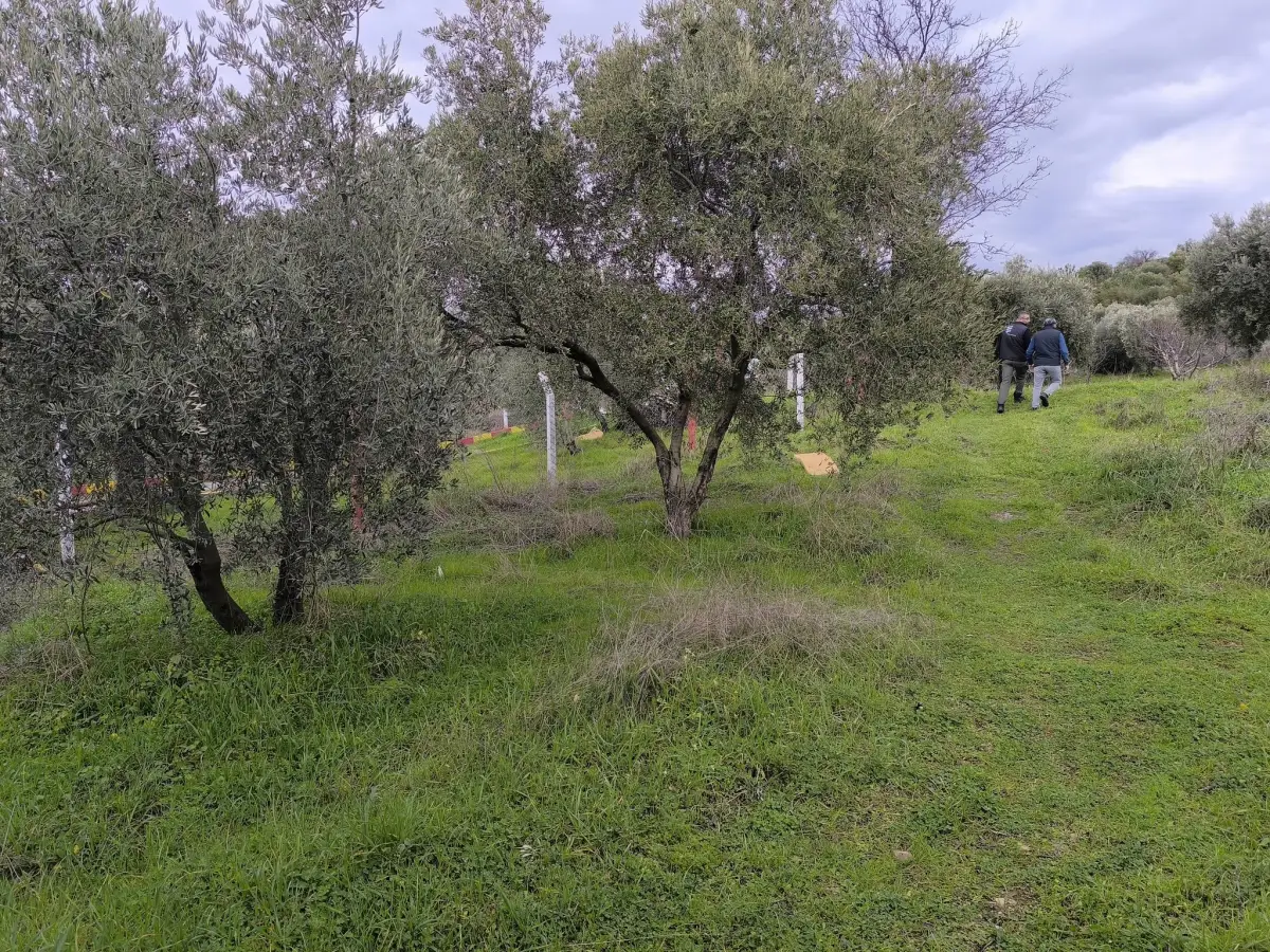 TURGUTLU YAYLA DA 900 M² TEK TAPU ZEYTİNLİK - Fotoğraf 13