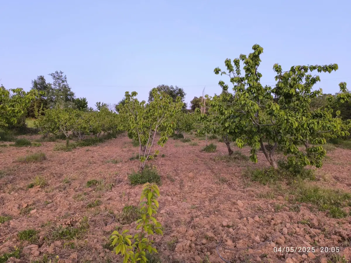 FIRSAT ARAZİ SATILIK  - 15 DÖNÜM – TEK TAPU - Fotoğraf 3