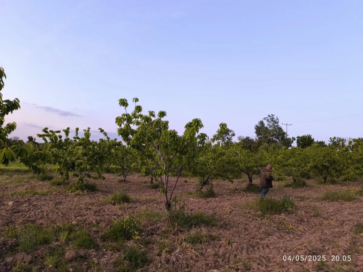 FIRSAT ARAZİ SATILIK  - 15 DÖNÜM – TEK TAPU - Fotoğraf 10