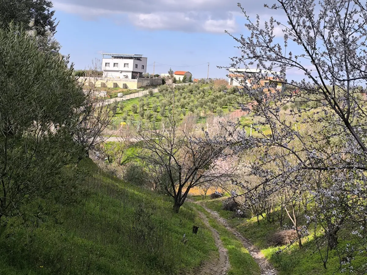 ACİL SATILIK MEYVE BAHÇESİ  OSMANCIK – DALBAHÇE ARASI - Fotoğraf 1
