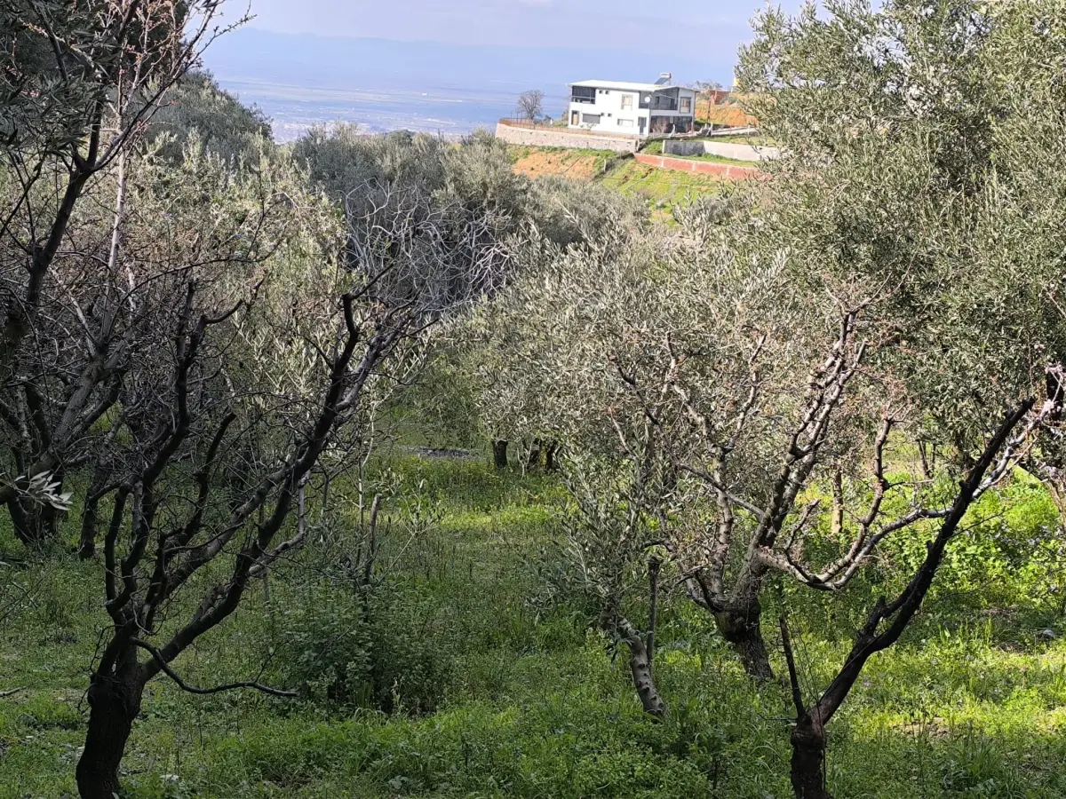 ACİL SATILIK MEYVE BAHÇESİ  OSMANCIK – DALBAHÇE ARASI - Fotoğraf 4