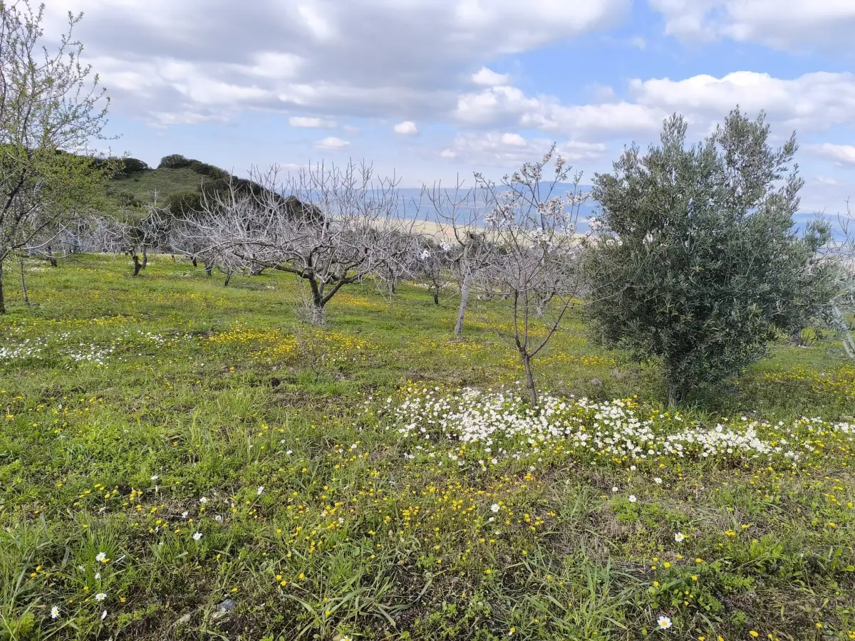 ACİL SATILIK MEYVE BAHÇESBAHÇESİ  TURGUTLU DALBAHÇE - Fotoğraf 4