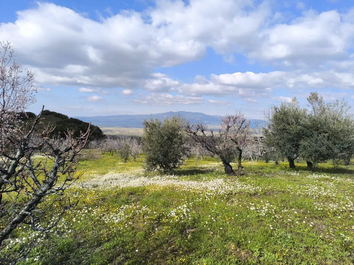 ACİL SATILIK MEYVE BAHÇESBAHÇESİ  TURGUTLU DALBAHÇE - Fotoğraf 7