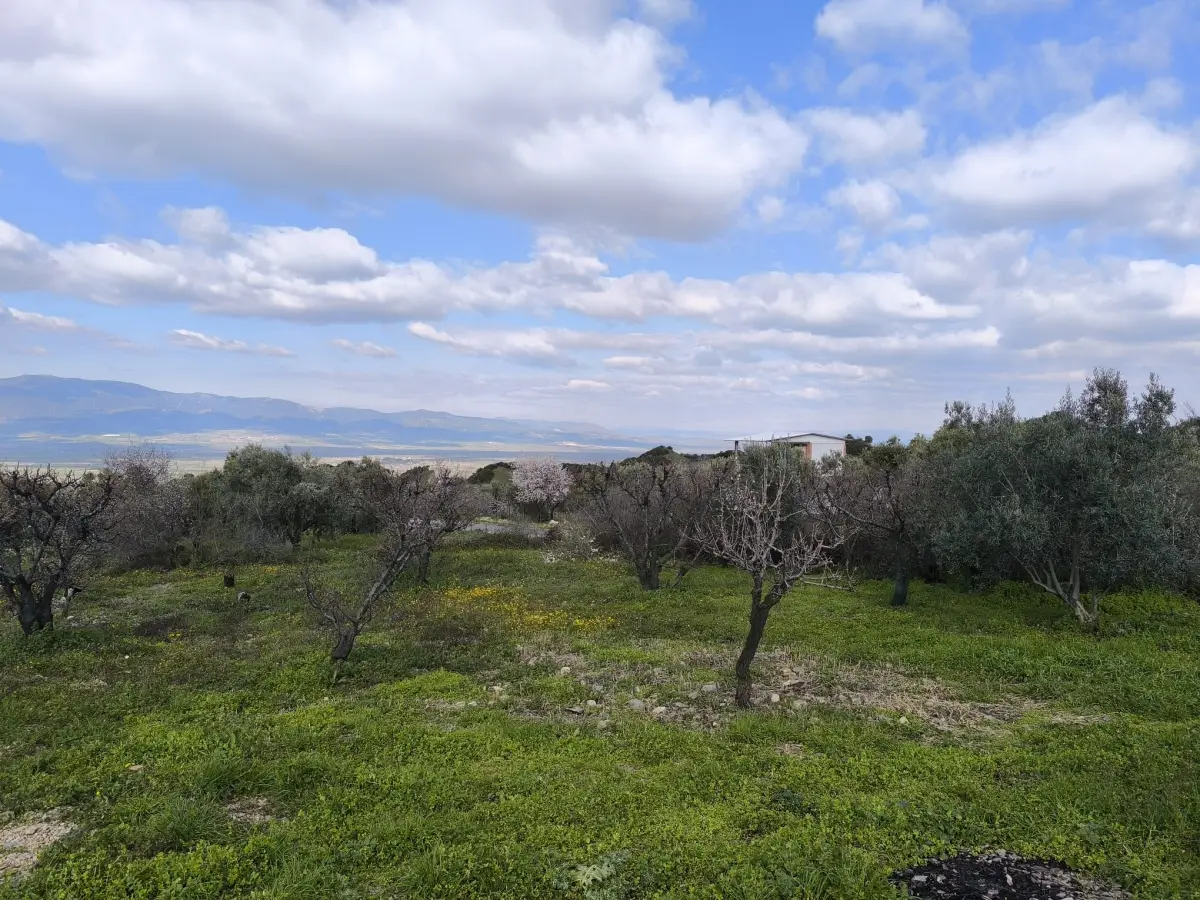 ACİL SATILIK MEYVE BAHÇESBAHÇESİ  TURGUTLU DALBAHÇE - Fotoğraf 8