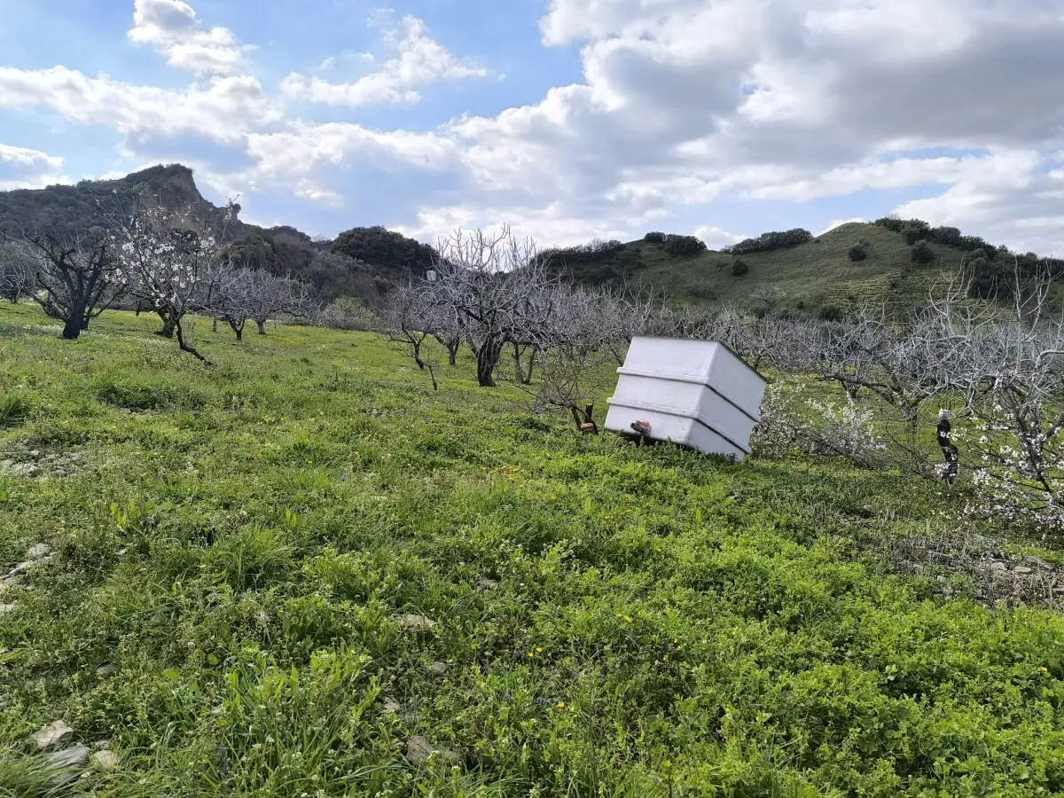ACİL SATILIK MEYVE BAHÇESBAHÇESİ  TURGUTLU DALBAHÇE - Fotoğraf 10