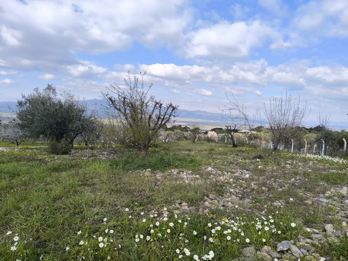 ACİL SATILIK MEYVE BAHÇESBAHÇESİ  TURGUTLU DALBAHÇE - Fotoğraf 12