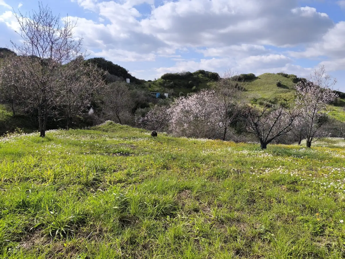 ACİL SATILIK MEYVE BAHÇESBAHÇESİ  TURGUTLU DALBAHÇE - Fotoğraf 13