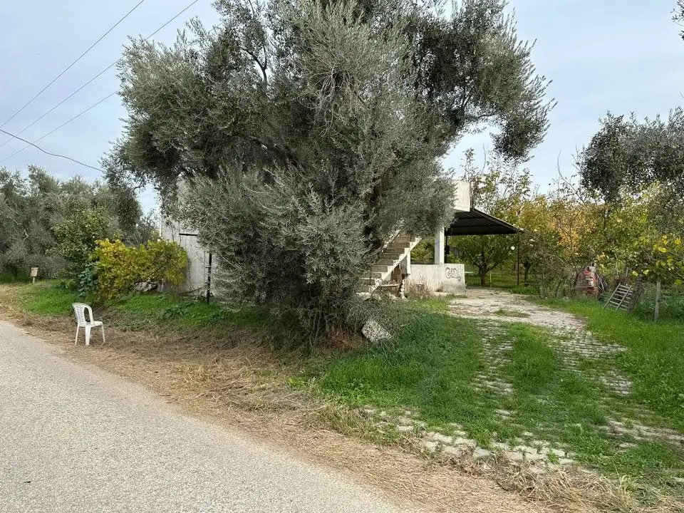 ACİL SATILIK     ASFALT KENARI 12 DÖNÜM - Fotoğraf 1