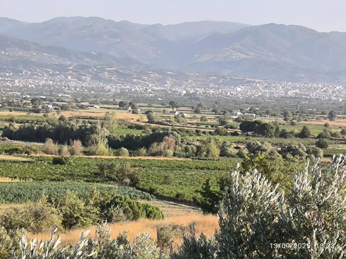 ACİL SATILIK  9 DÖNÜM – TEK TAPU ZEYTİNLİK - Fotoğraf 5