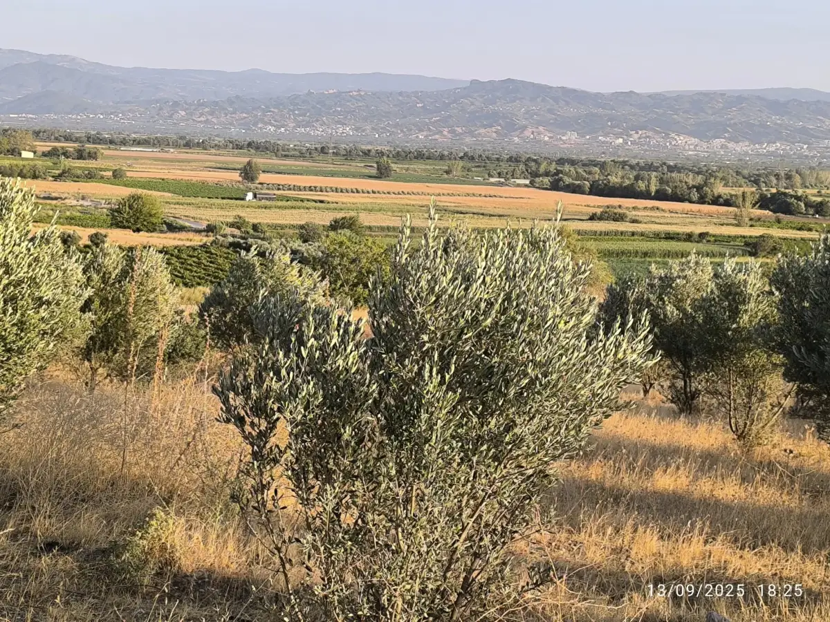 ACİL SATILIK  9 DÖNÜM – TEK TAPU ZEYTİNLİK - Fotoğraf 7